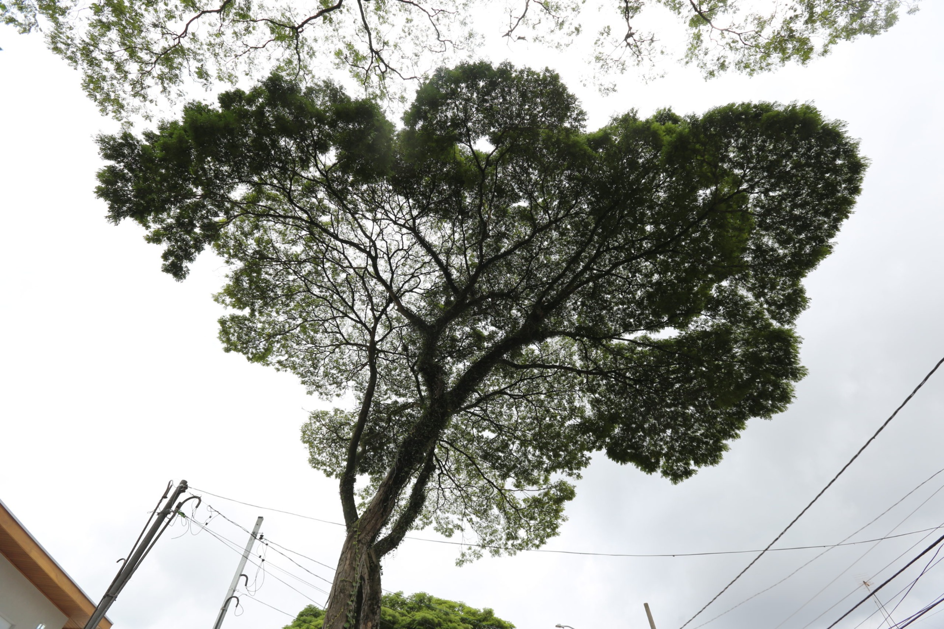 Copa de uma árvore de grande porte vista de baixo, recortada contra o céu