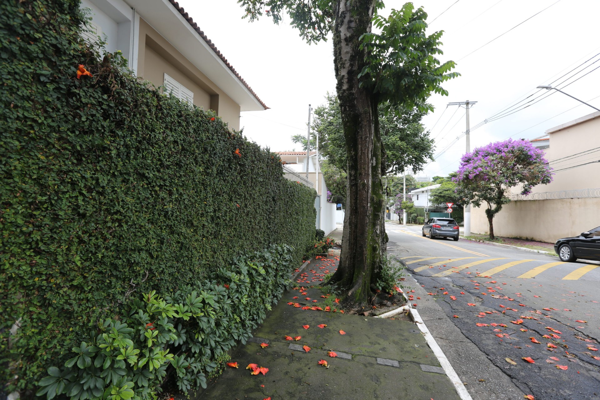 Calçada com folhas alaranjadas caídas e um muro coberto de trepadeiras