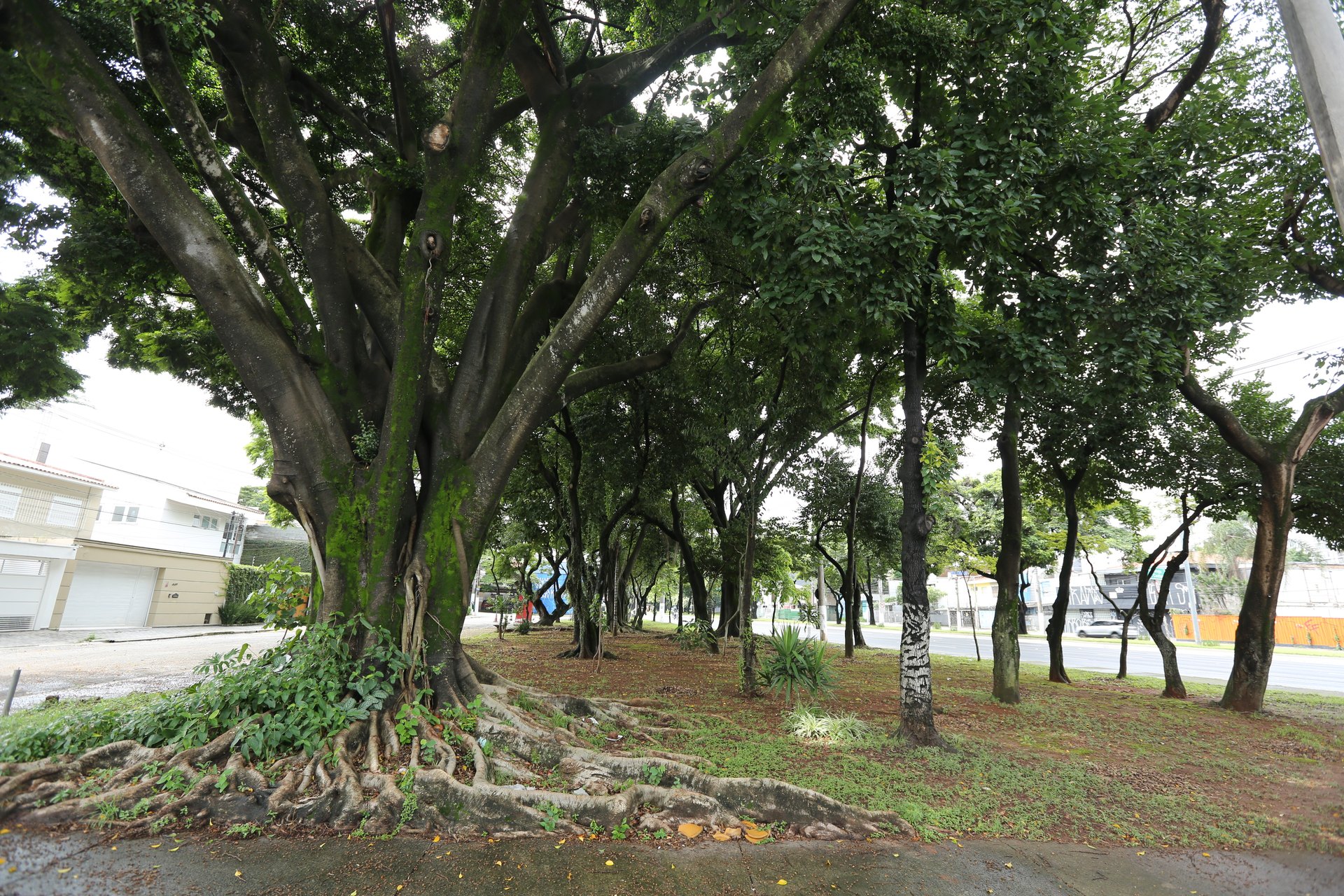 Outro ângulo da Praça Professora Astrogilda de Abreu Sevilha, com caminho e vegetação